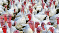 krůty turkeys-2977258 1280